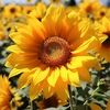 sunnyshopdrop81